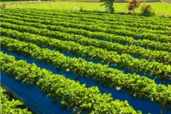 WhatsApp-Image-2026-01-28-at-10.50.01-PM2